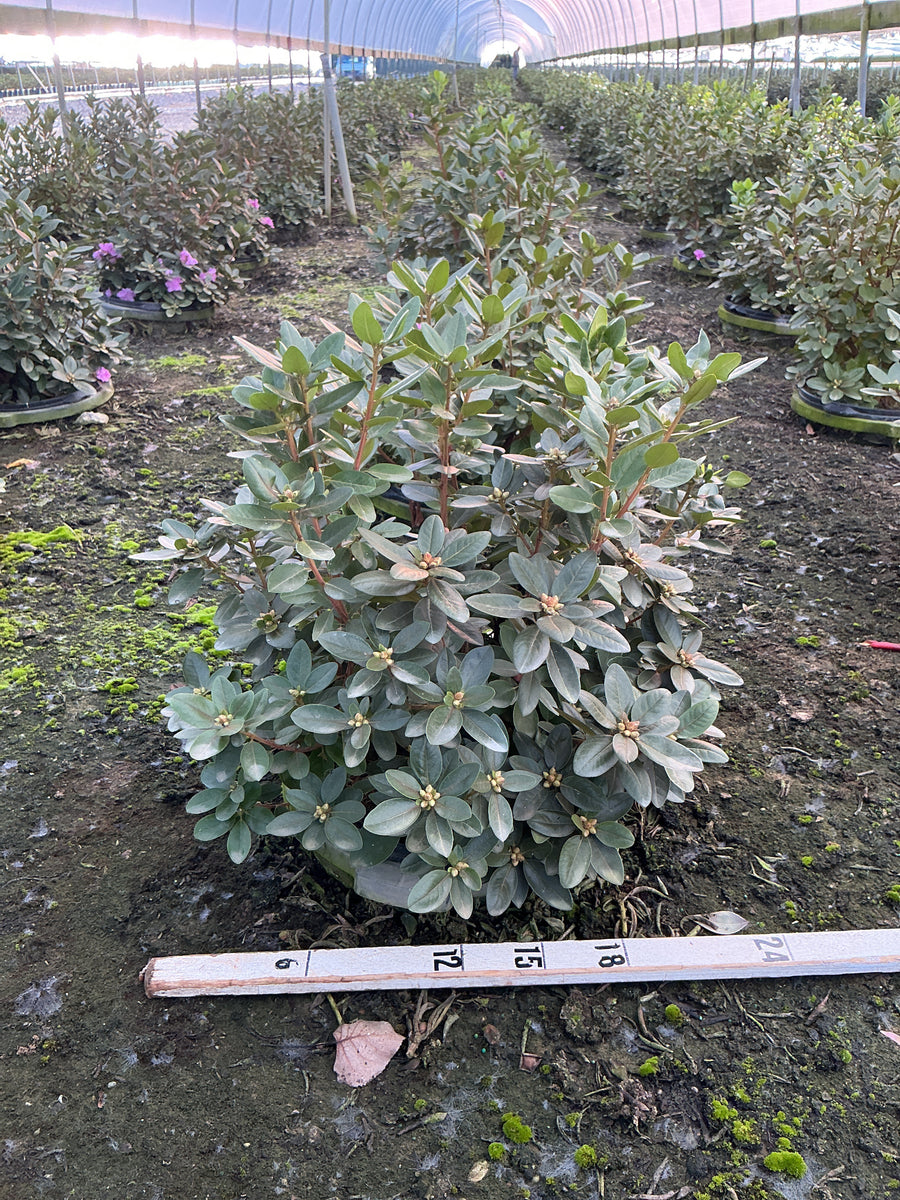 Rhododendron 'PJM Elite' â€” G5 18
