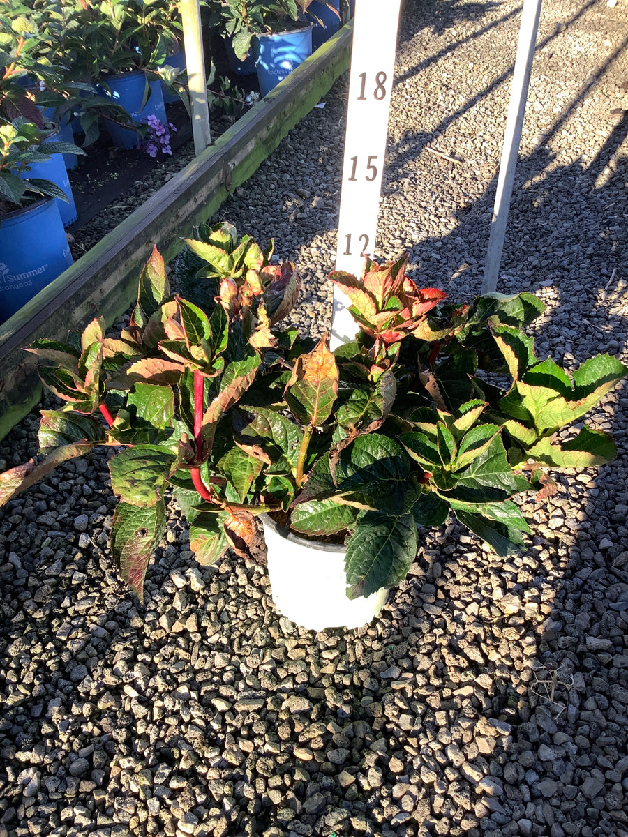 Hydrangea macrophylla 'Color Fantasy' â€” 19CM PTW