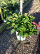 Hydrangea macrophylla 'Cherry Explosion'