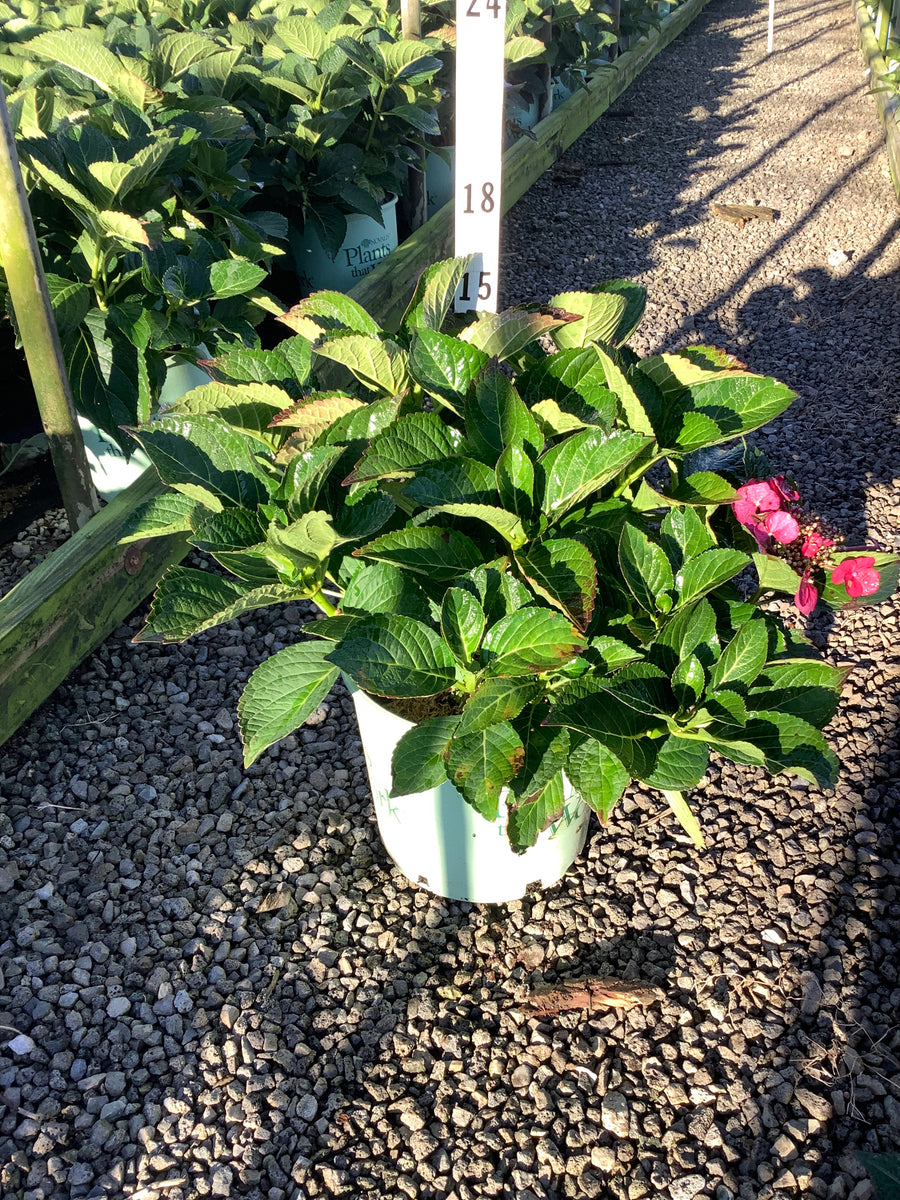 Hydrangea macrophylla 'Cherry Explosion'