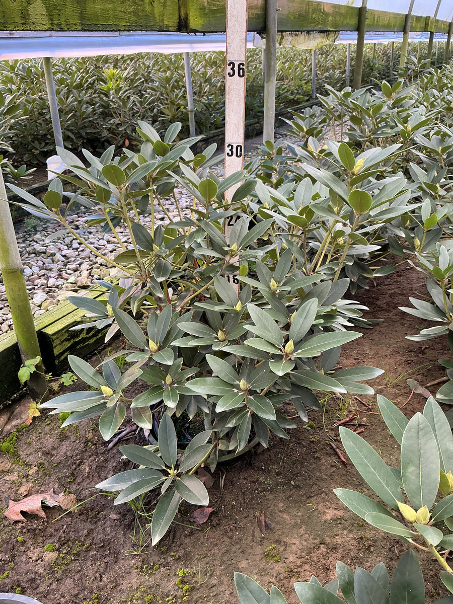 Rhododendron purpureum 'Elegans' â€” G3 15