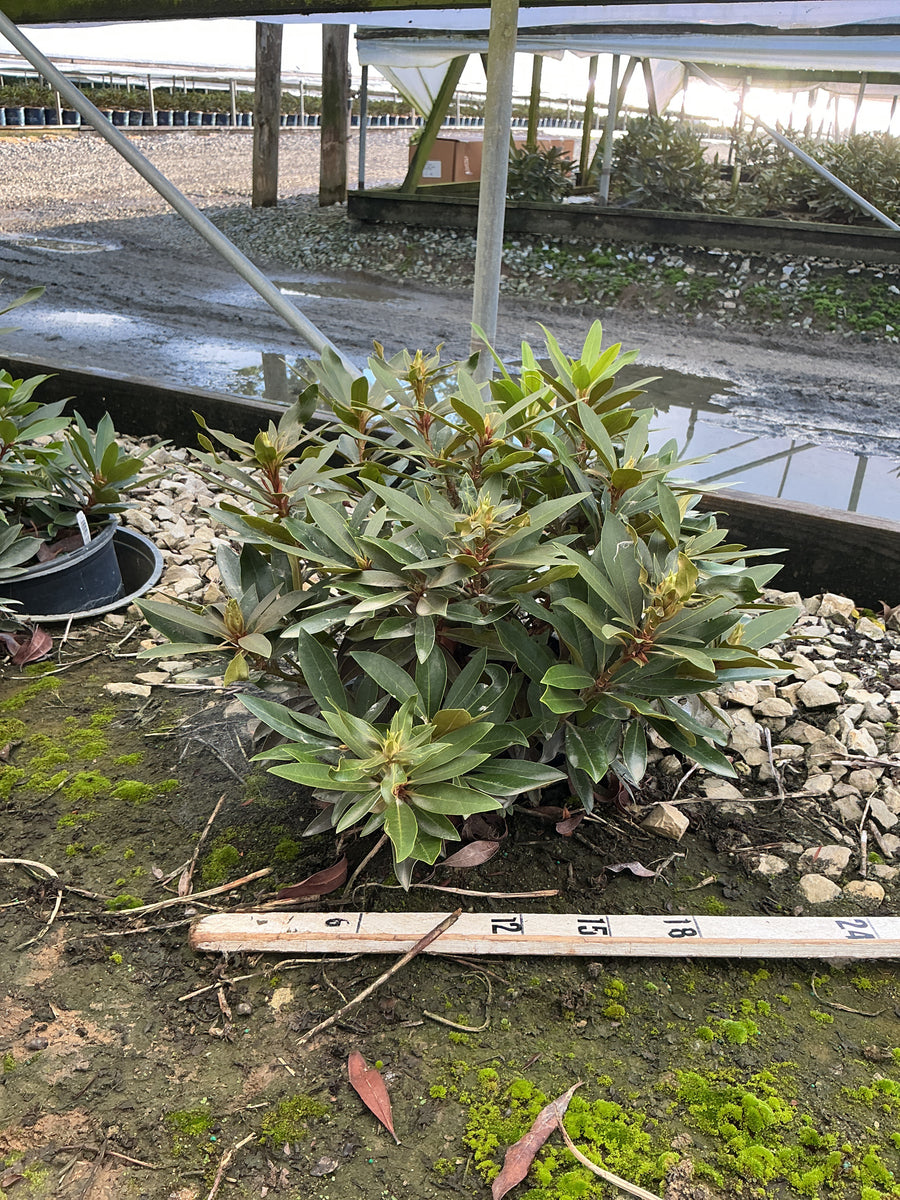 Rhododendron chionoides 'Chionoides' â€” G3 15