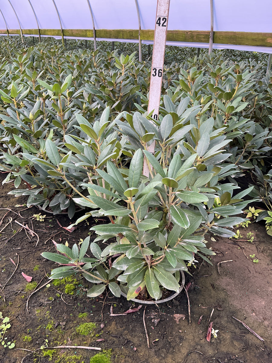 Rhododendron roseum 'Roseum Elegans' â€” G3 15
