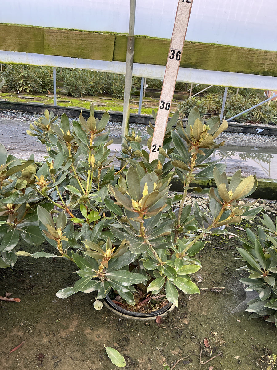 Rhododendron nova 'Nova Zembla' â€” G3 15