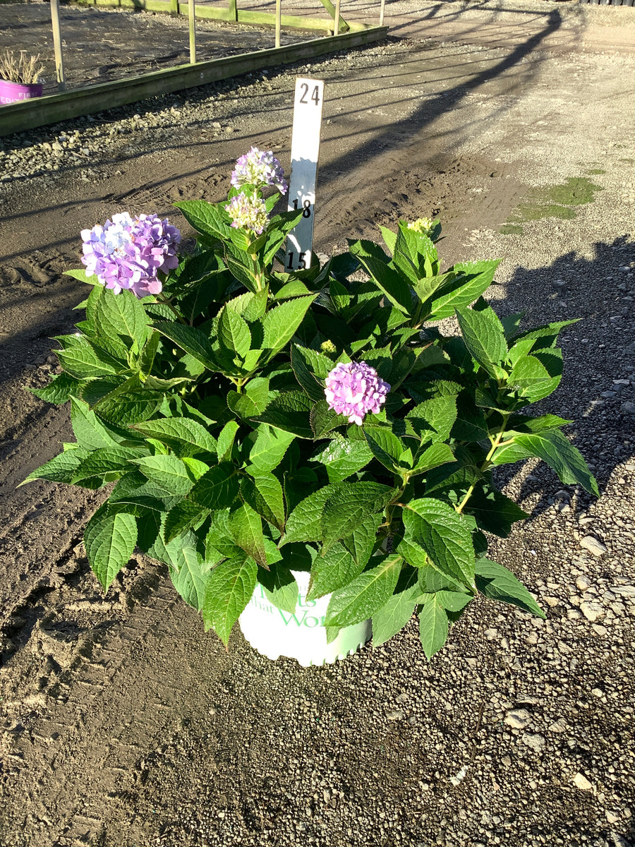 Hydrangea macrophylla 'Azure Skies'
