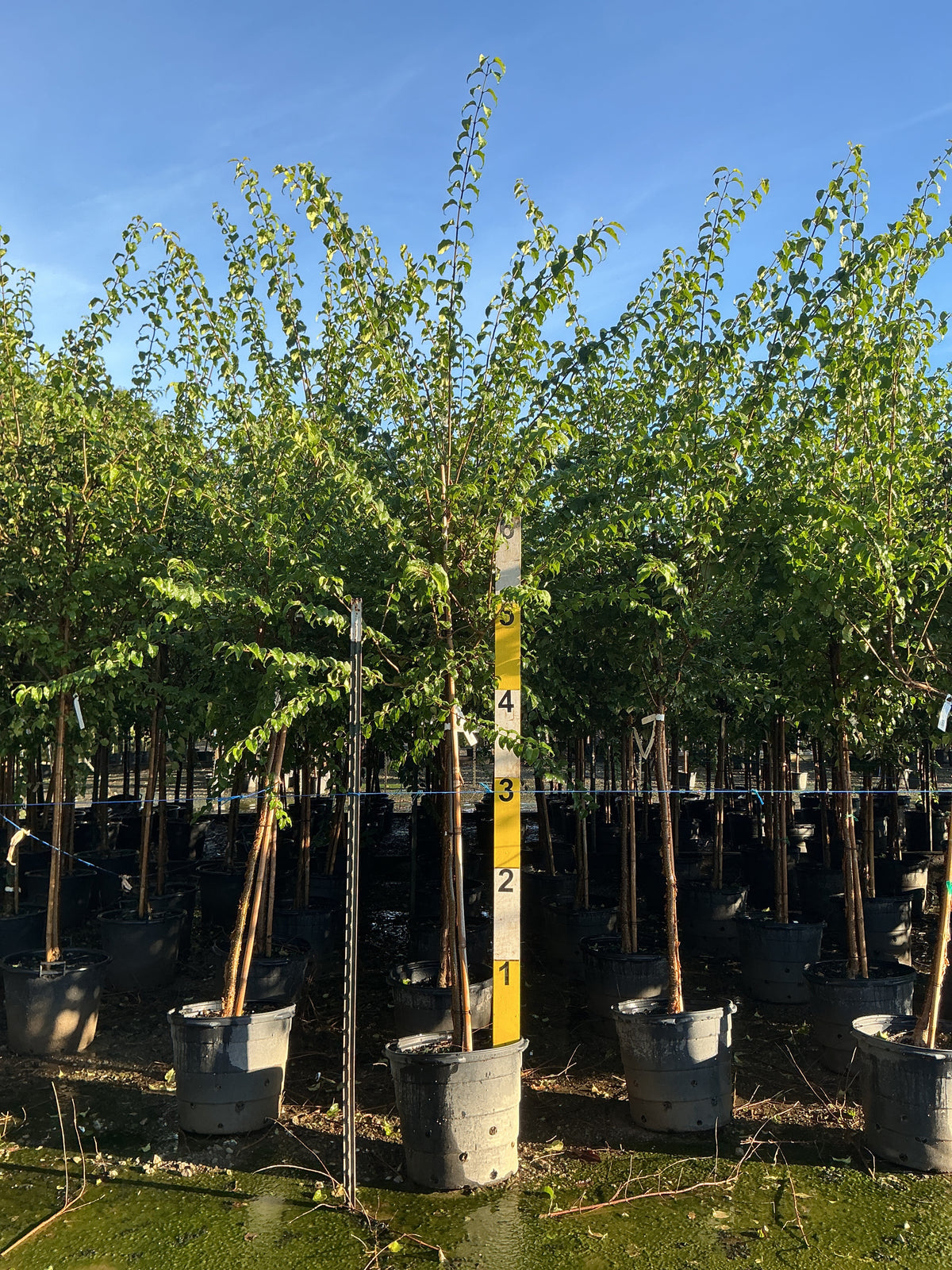 Syringa pekinensis 'China Snow'