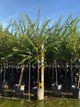 Syringa pekinensis 'China Snow'