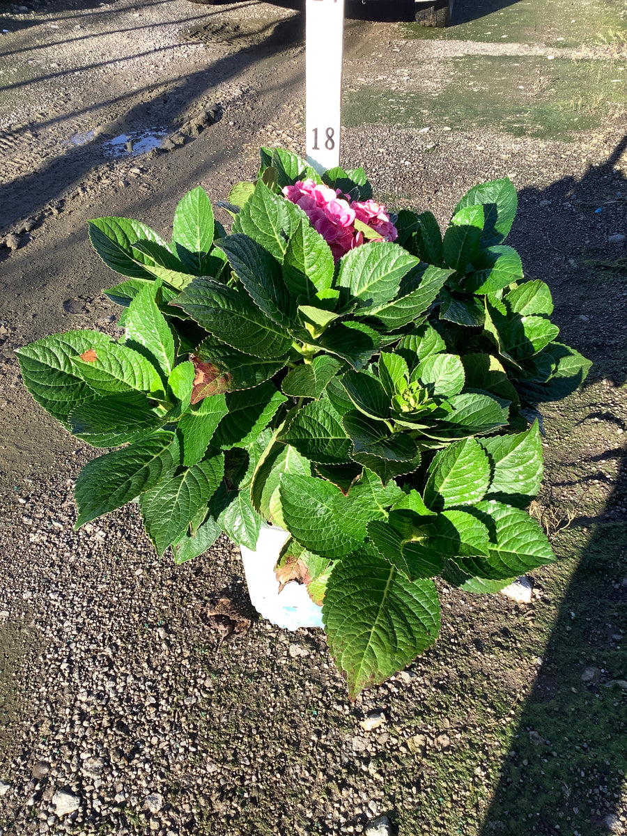 Hydrangea macrophylla 'Tilt-A-Swirl'