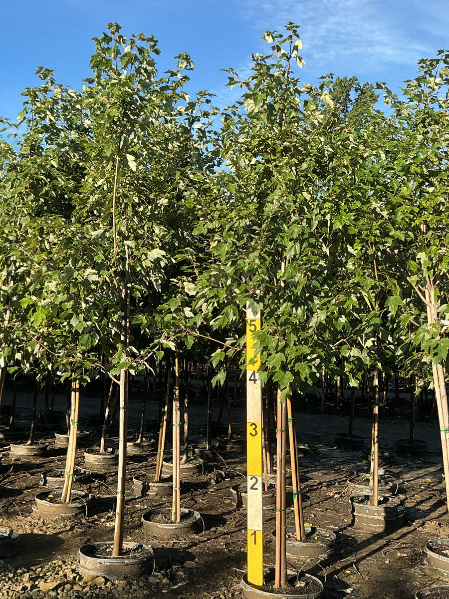 Acer rubrum 'Franksred' â€” G15 96