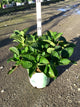 Hydrangea macrophylla 'Grape Explosion'
