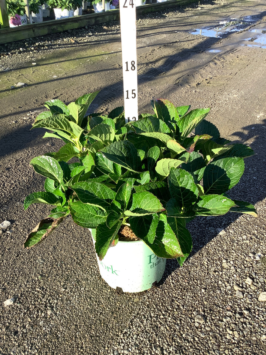 Hydrangea macrophylla 'Grape Explosion' â€” G3 PTW