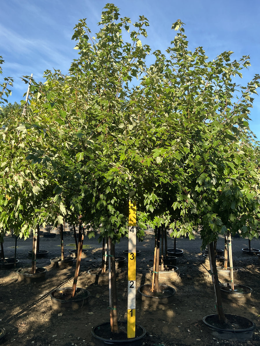 Acer rubrum 'Franksred' â€” G25 1.75