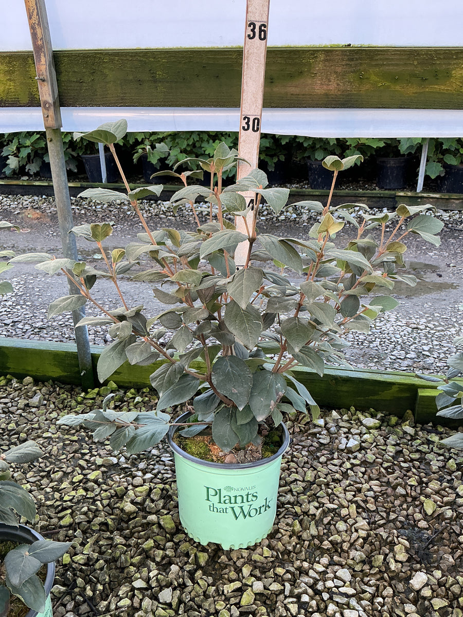 Viburnum carlesii 'Select Sugar N Spice' â€” G3 18