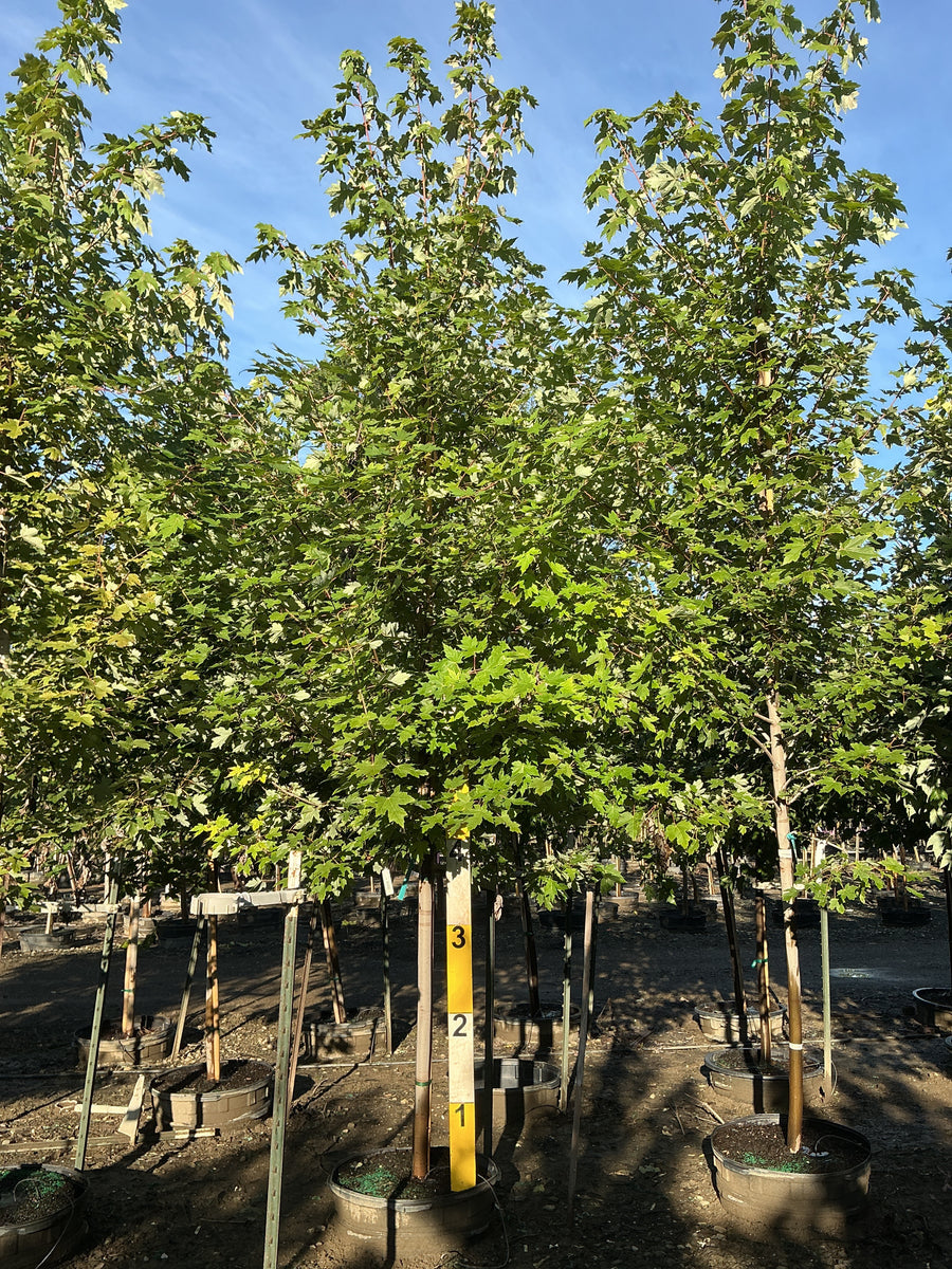 Acer x freemanii 'Jeffersred' â€” G25 2