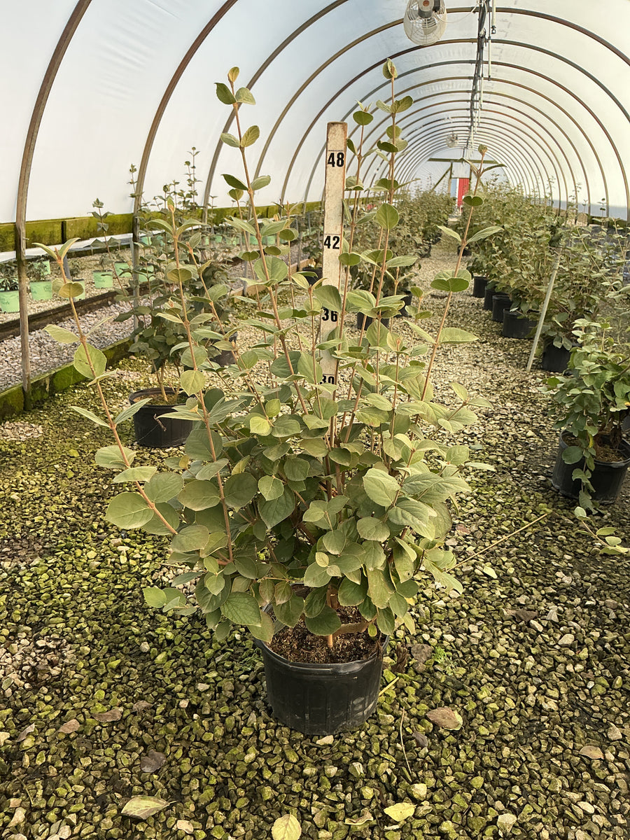 Viburnum x 'Carlesii' â€” G5 24