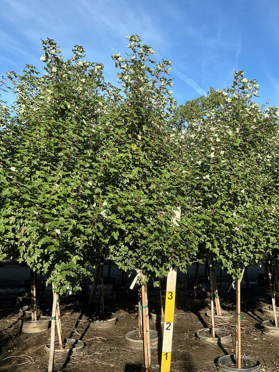 Acer rubrum 'Frank Jr.' â€” G15 84