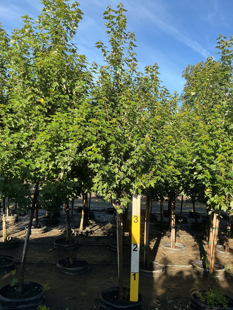 Acer rubrum 'Sun Valley' â€” G15 96