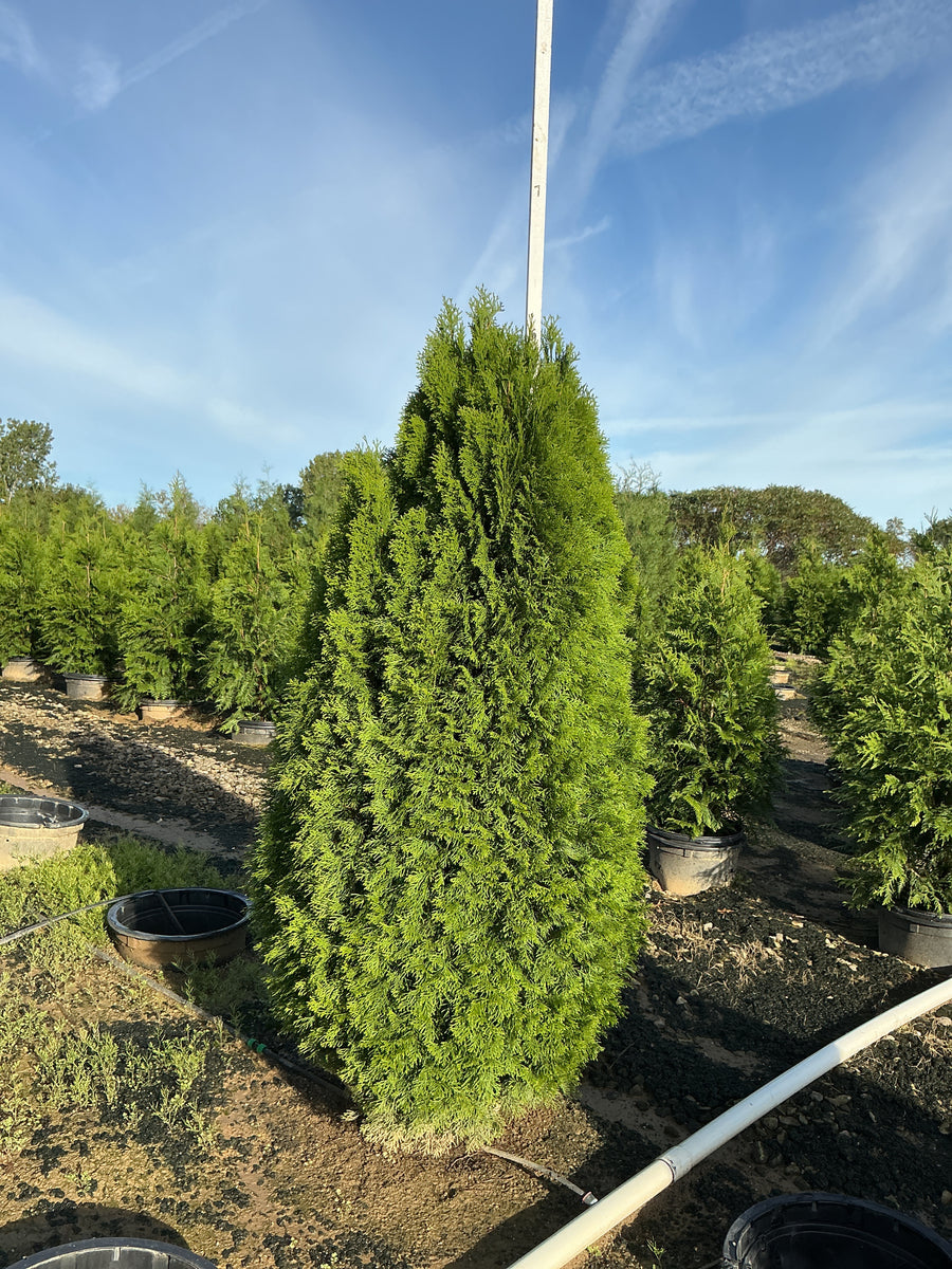 Thuja occidentalis 'Smaragd' â€” G15 60
