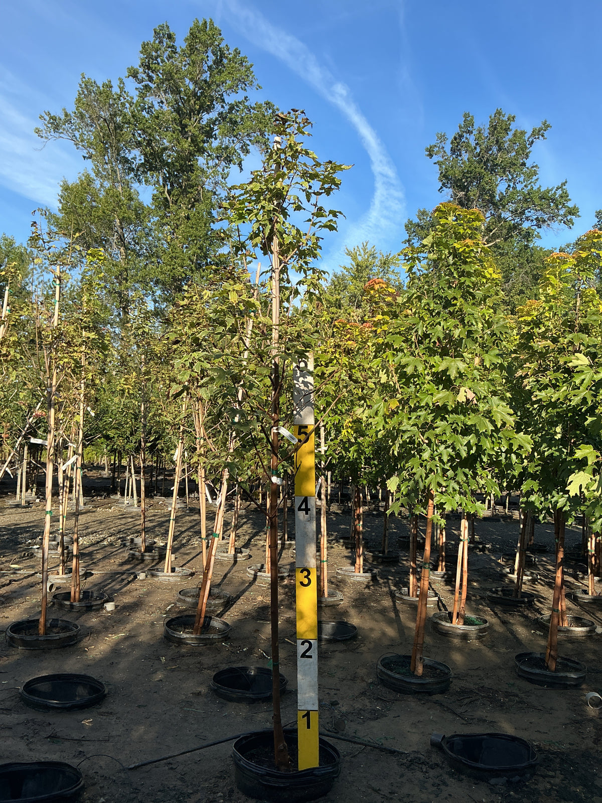 Acer platanoides 'Drummondii'