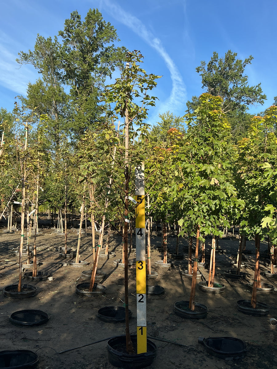 Acer platanoides 'Drummondii' â€” G15 84