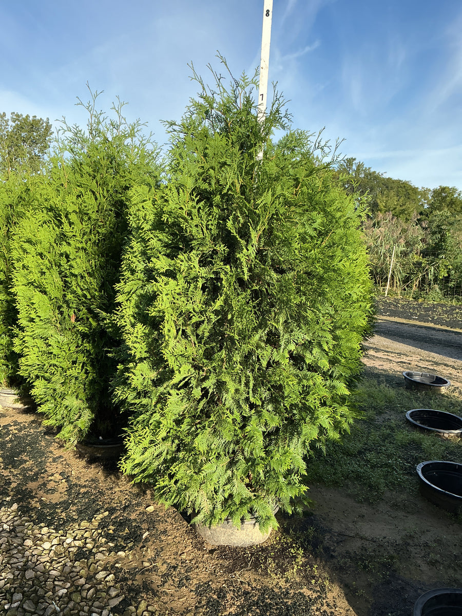 Thuja occidentalis 'Nigra' â€” G15 60