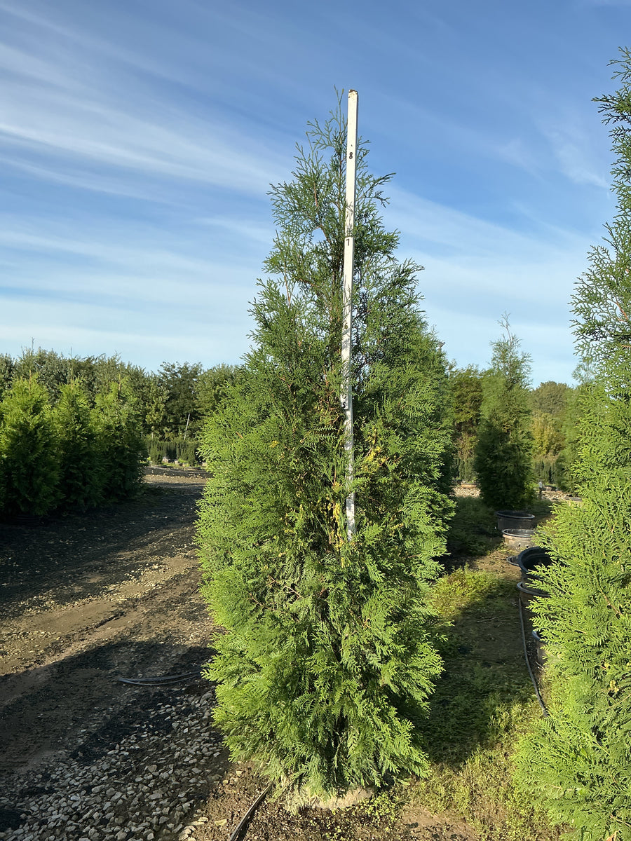 Thuja occidentalis 'American Pillar' â€” G15 72