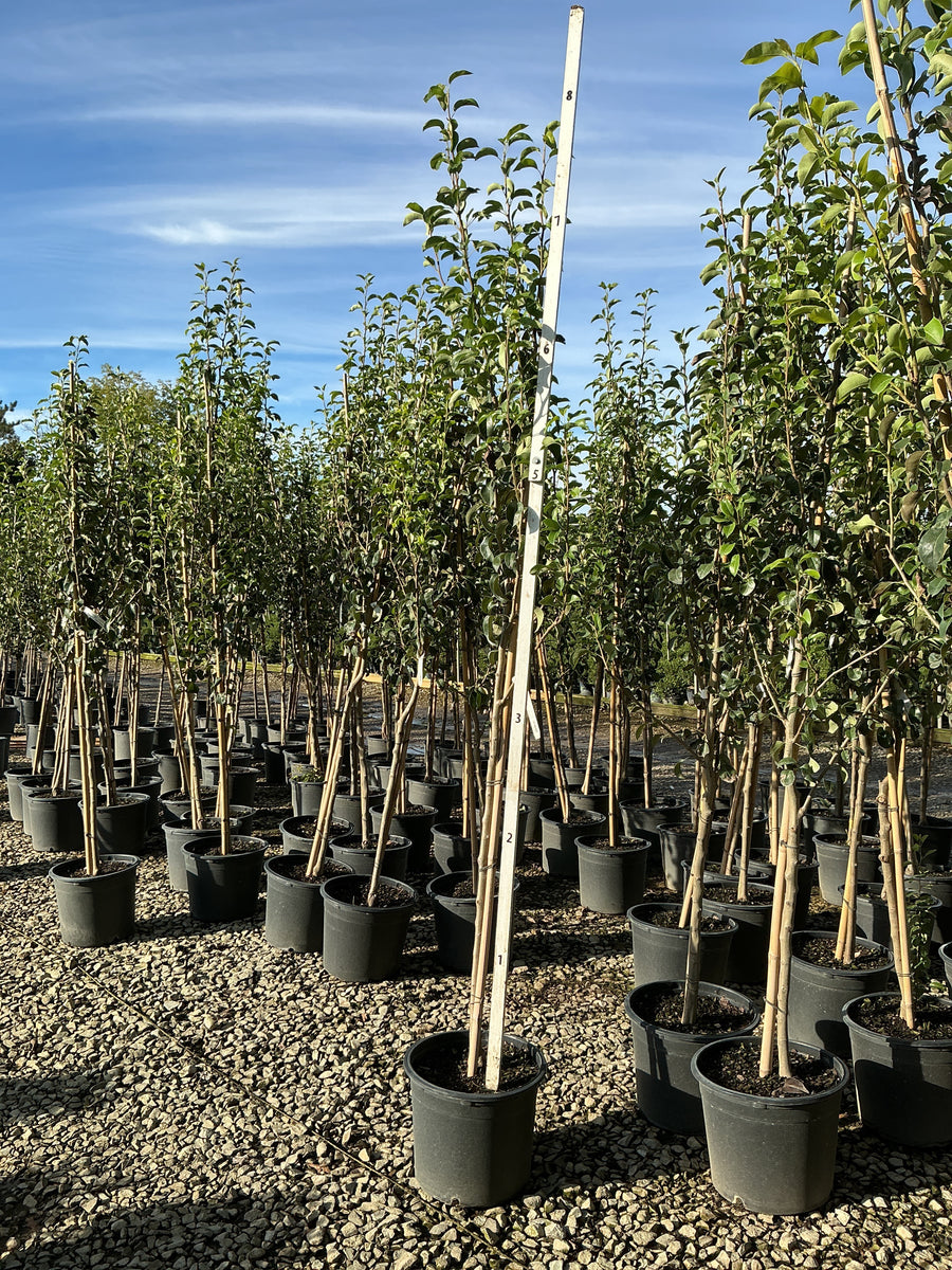 Pyrus 'Fruit Comice' â€” G7 60