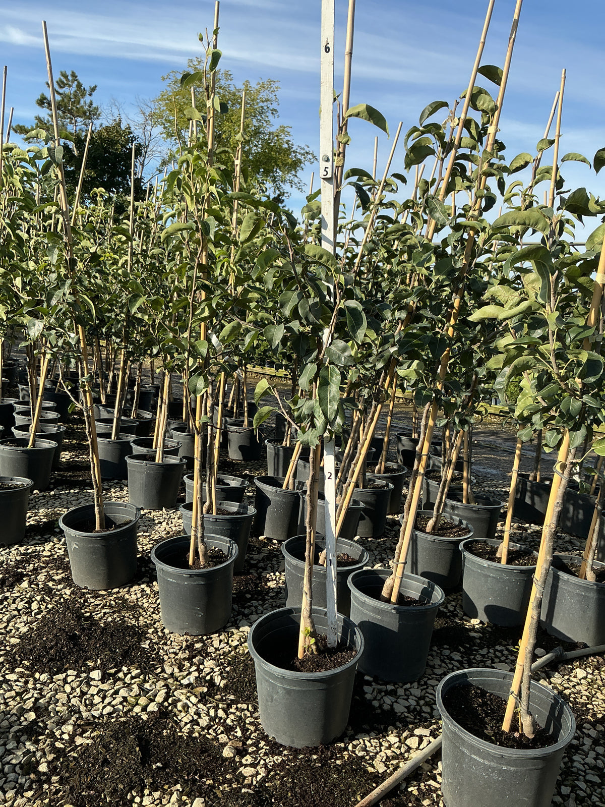 Pyrus 'Fruit Asian Hosui'