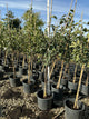 Pyrus 'Fruit Asian Hosui'