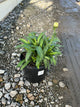Leucanthemum 'Victorian Secret'