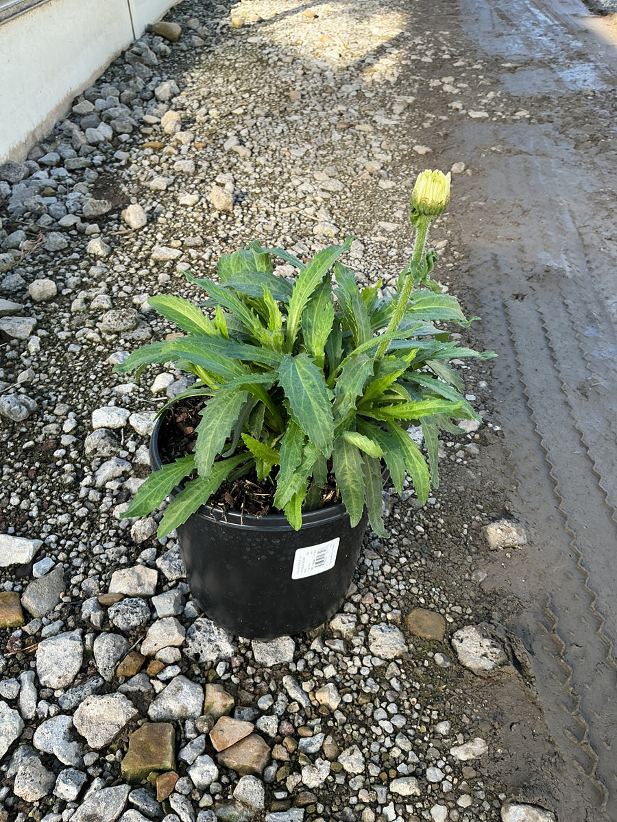 Leucanthemum 'Victorian Secret' â€” 19CM