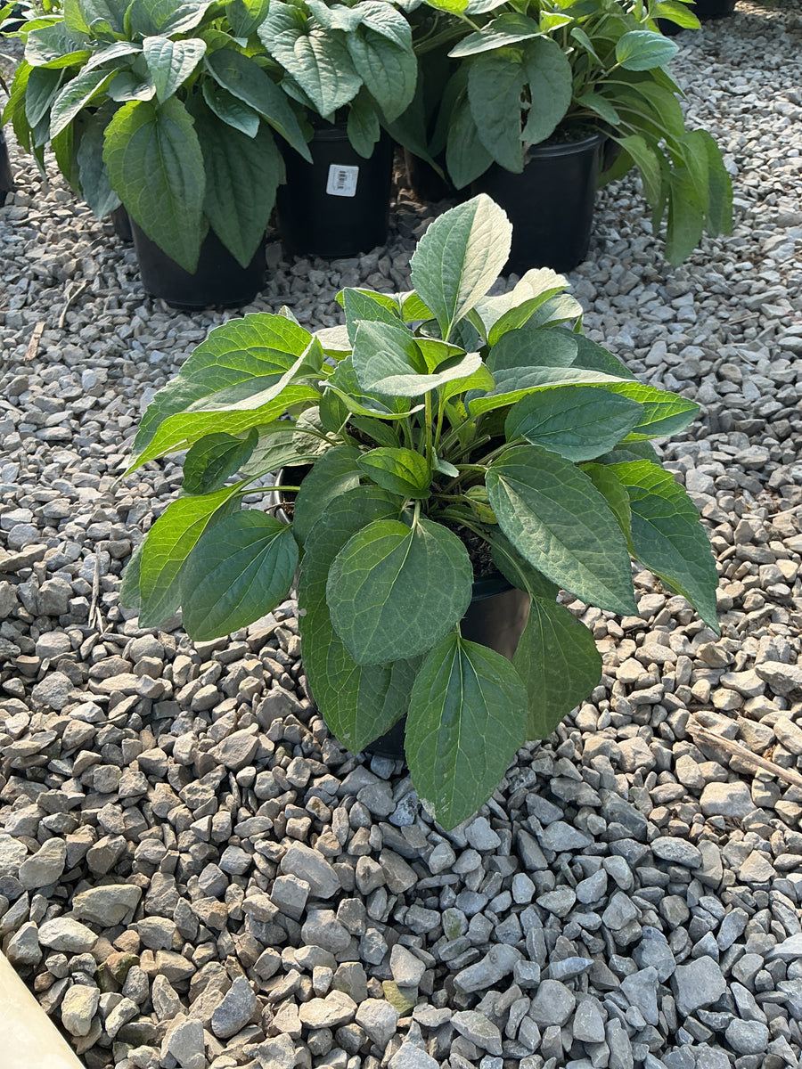 Rudbeckia fulgida 'Goldsturm'