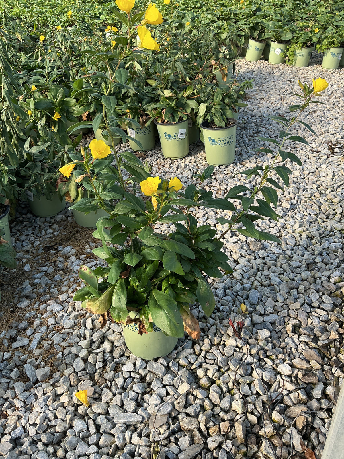Oenothera fireworks