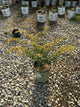 Solidago fireworks