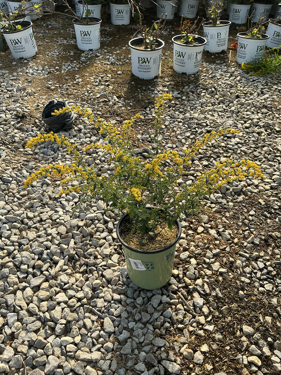 Solidago fireworks