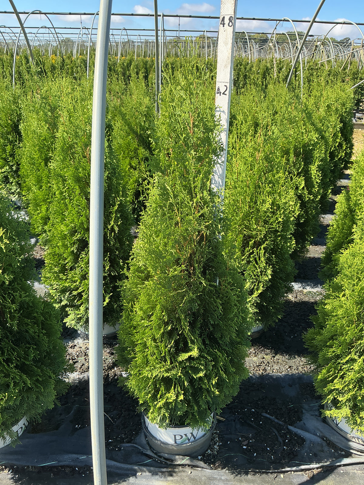 Thuja occidentalis 'Art Boe'