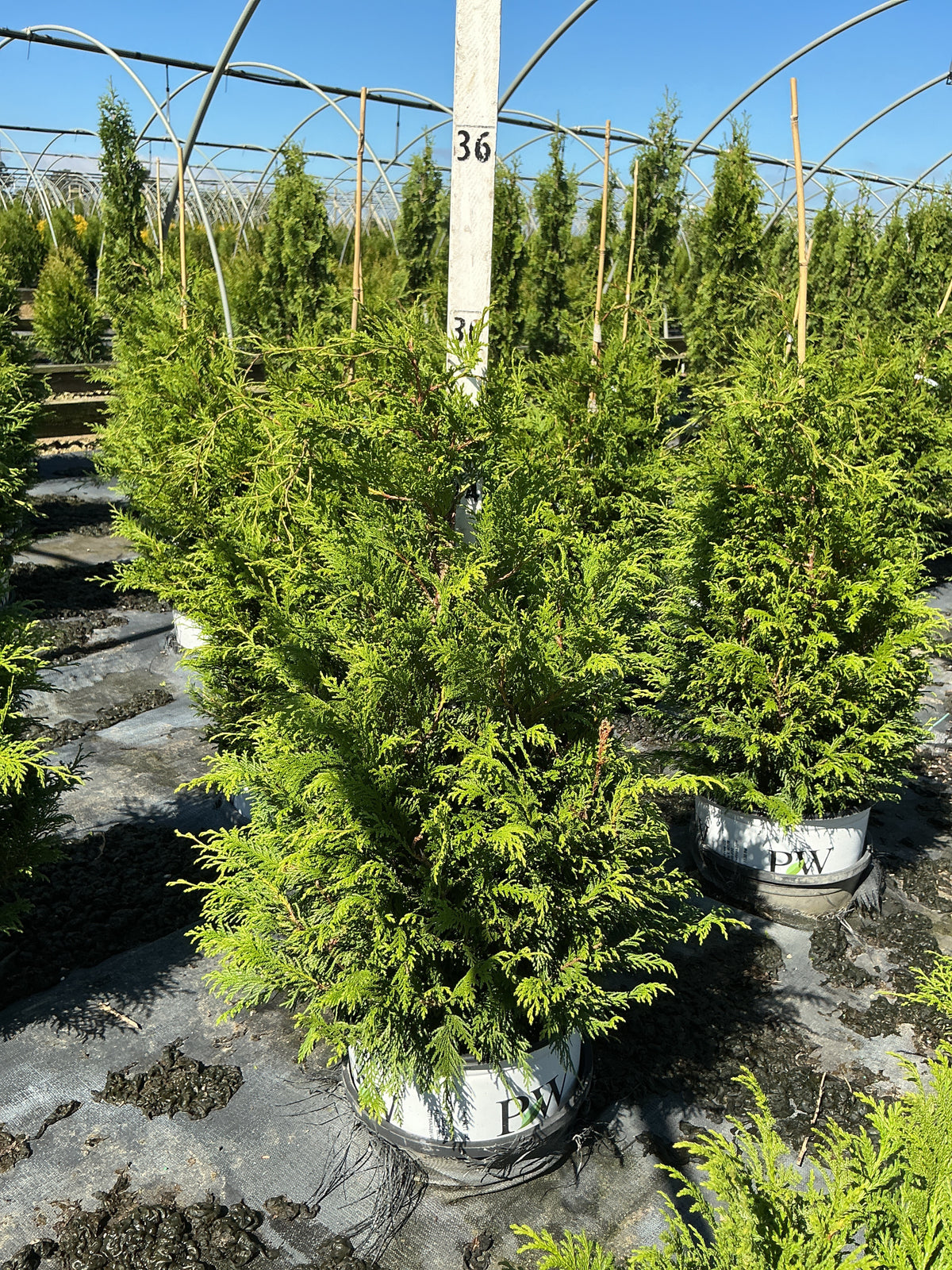 Chamaecyparis cedar 'Rapids'