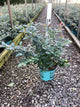 Vaccinium 'Pink Icing'