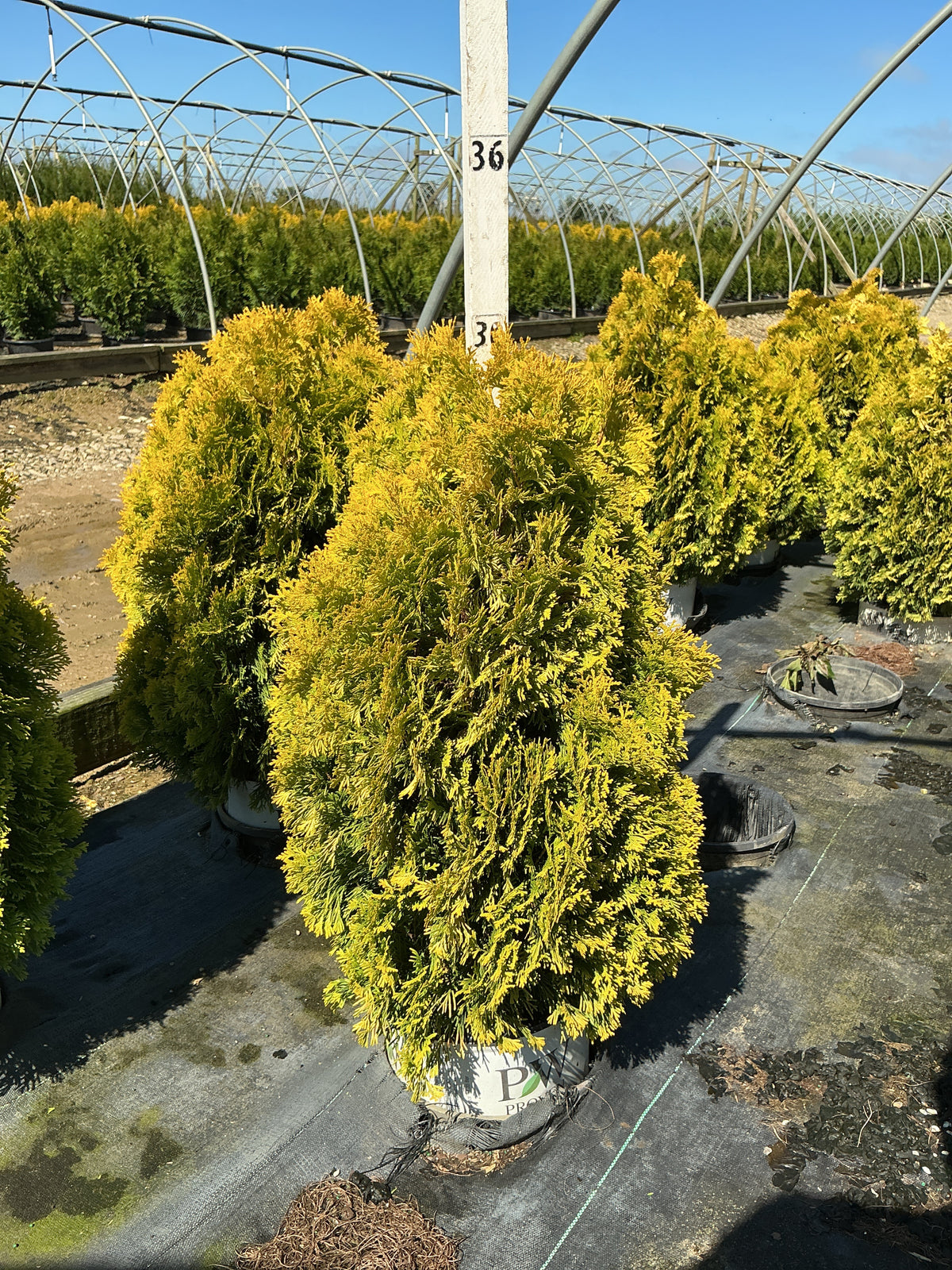 Thuja plicata 'Fluffy'