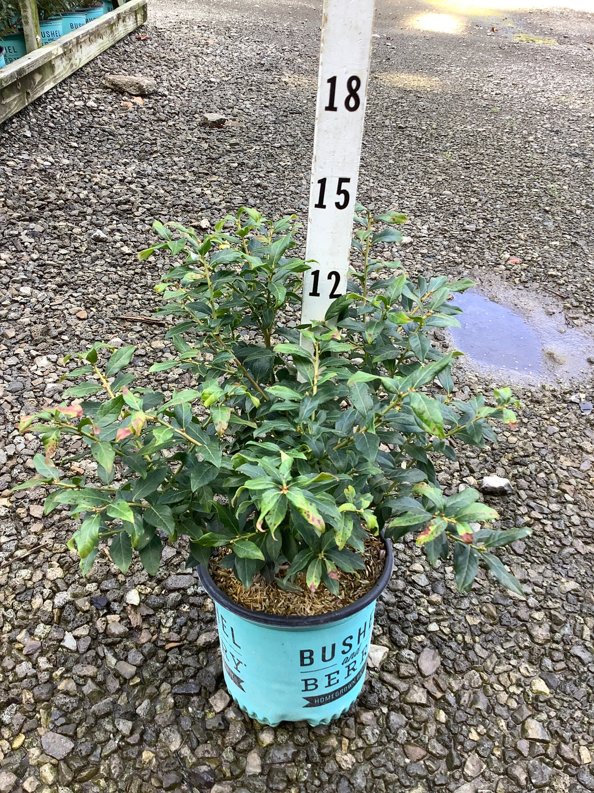 Vaccinium perpetua