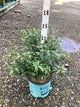 Vaccinium perpetua