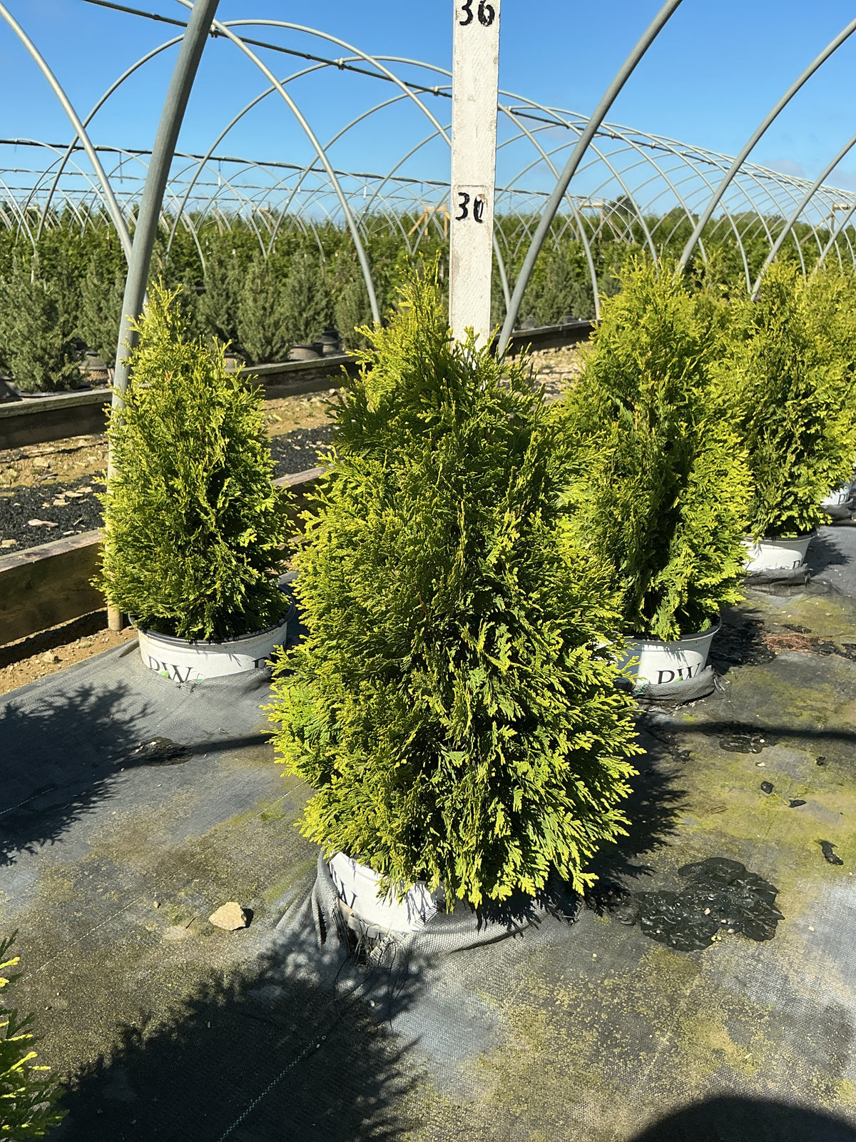 Thuja occidentalis 'Cheer Drops'