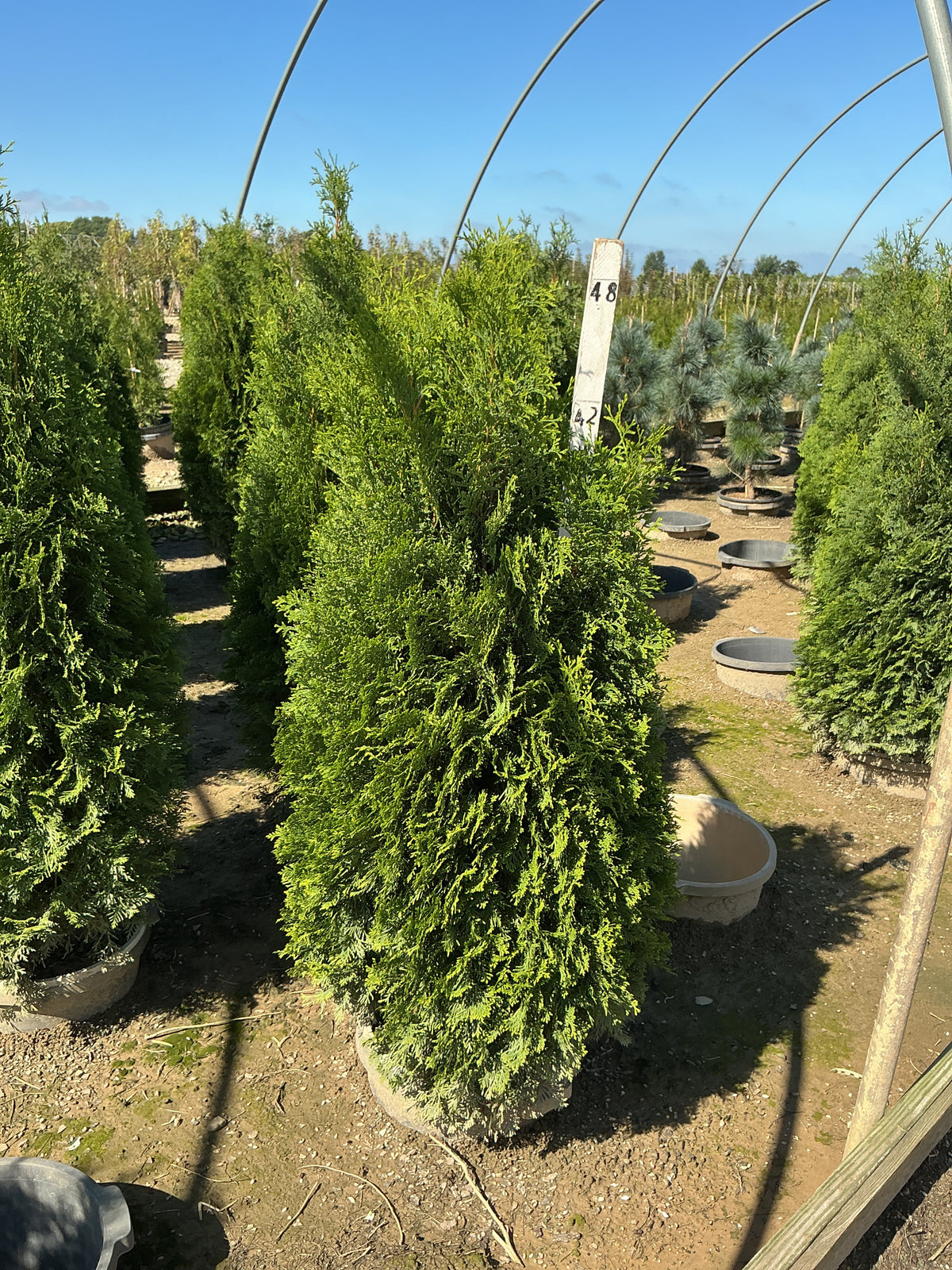 Thuja occidentalis 'Art Boe'