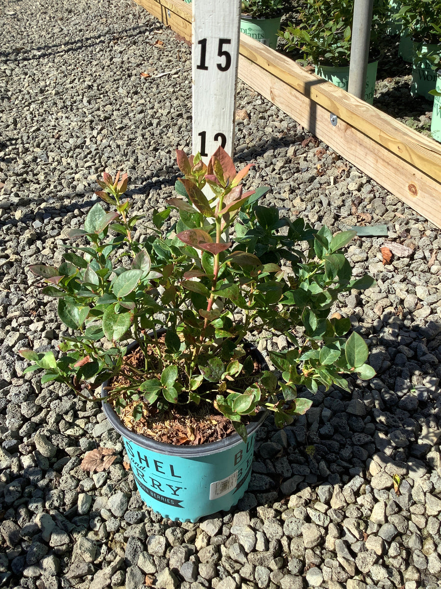 Vaccinium x 'Peach Sorbet'