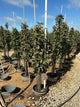 Malus Fruit Snacks Blushing Delight Malus 'A68-173'