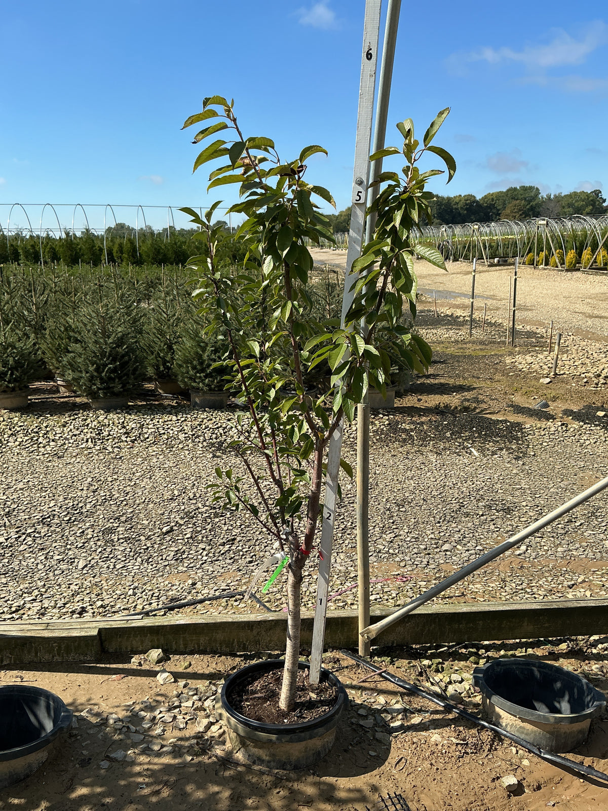 Prunus Fruit avium ‘3-in-1’ Cherry