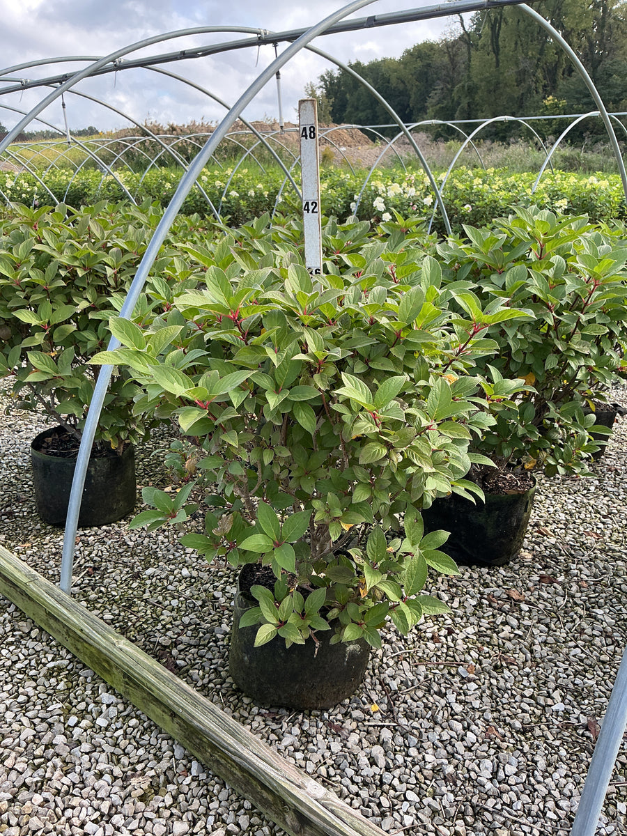 Hydrangea paniculata 'Bulk'