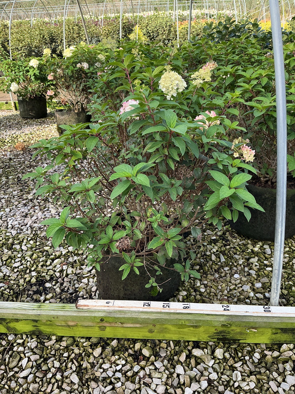 Hydrangea paniculata 'Bobo'