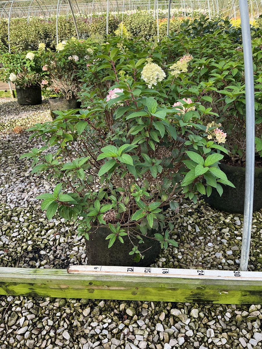 Hydrangea paniculata 'Bobo'