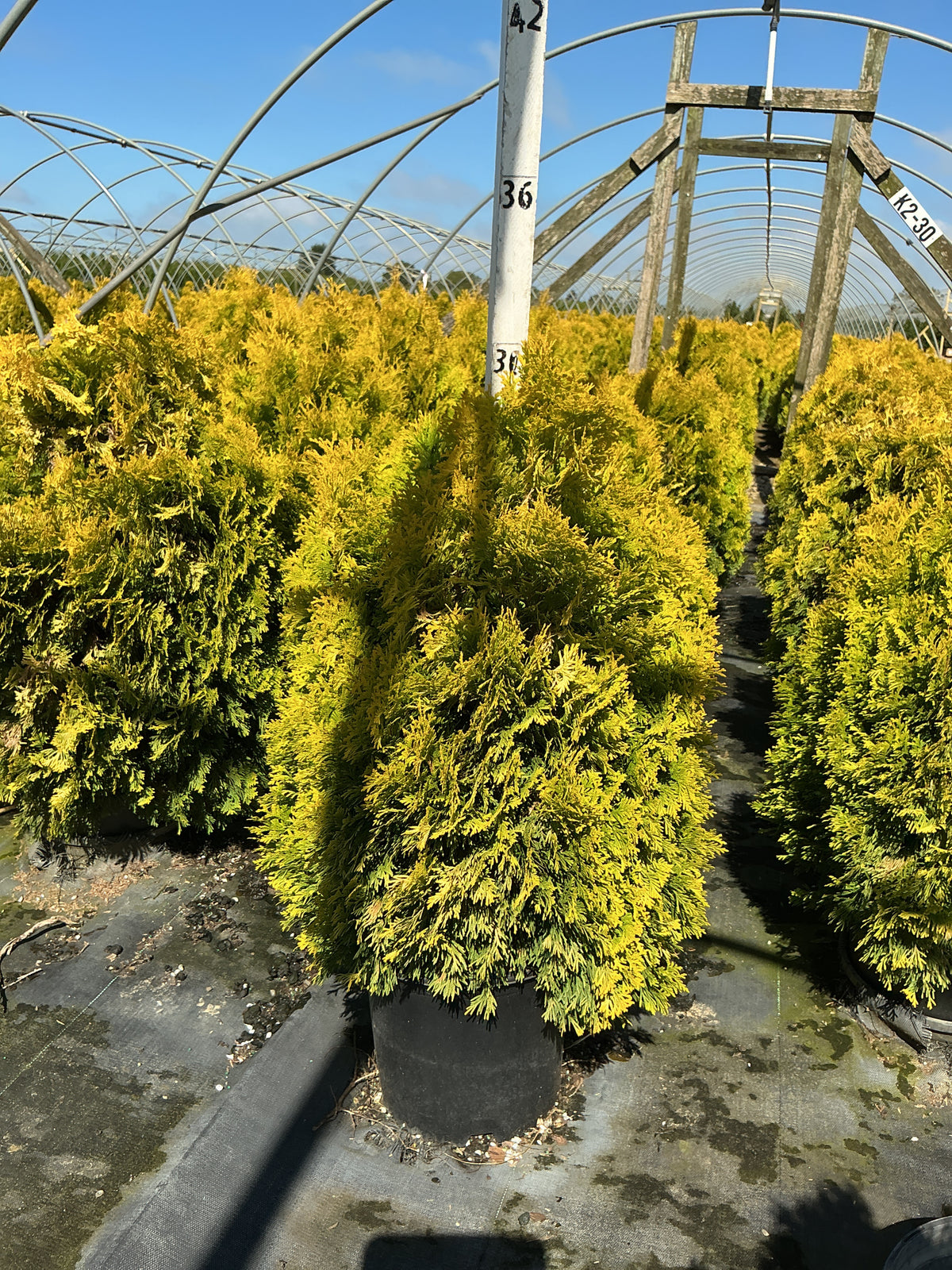 Thuja occidentalis 'Jantar'